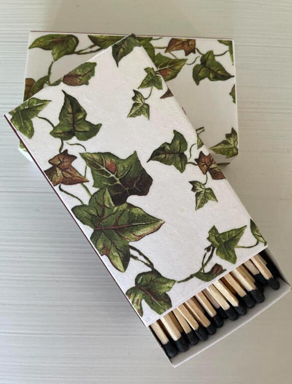 ivy